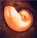Close-Up of Nautilus Shell