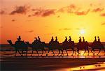 Personnes à dos de dromadaires au coucher du soleil Cable Beach, Australie-occidentale Australie