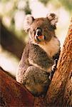 Porträt von Koala im Baum Cleland Wildlife Park South Australia, Australien