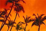 Palmiers au coucher du soleil de Big Island, Hawaii, Etats-Unis
