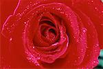 Close-Up of Red Rose with Water Drops