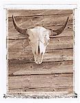 Bison Skull on Barn Wall Alberta, Canada