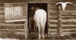 Cowboy Leading Horse into Barn