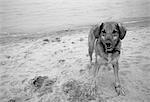 Porträt von Hund am Strand