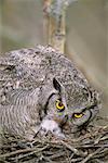 Long Eared Owl in Nest with Owlet