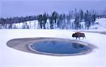 Bison near Water in Winter Yellowstone National Park Wyoming, USA