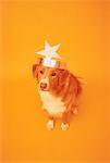Portrait of Dog Wearing Star Hat