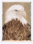 Portrait of Bald Eagle