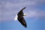 Bald Eagle in Flight Homer, Alaska, USA