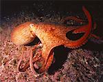 Underwater View of Giant Pacific Octopus British Columbia, Canada