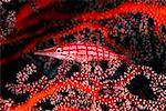 Gros plan du meunier rouge Hawkfish et gorgones Coral Island Sipidan, Sabah, Malaisie