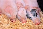 Piglets Sleeping