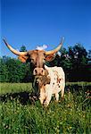 Portrait of Texas Longhorn Cow In Field