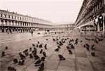 Pigeons sur le trottoir dans la place Saint Marc pluie, Venise, Italie