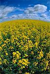 Champ de canola et Sky Somerset, Manitoba, Canada