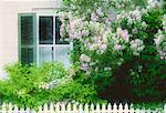 Window and Lilacs Kingston, Ontario, Canada