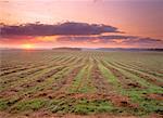 Swathed Field at Sunrise Edmonton, Alberta, Canada