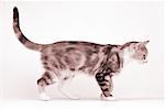 Profile of Cat Walking