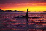Killer Whale at Sunset Vancouver Island British Columbia, Canada