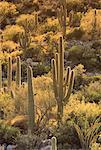 Cactus du désert Arizona, USA