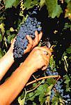 Hands Picking Shiraz Grapes Redgate Winery, Australia