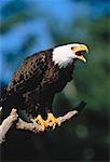 Bald Eagle Perched on Branch Screeching, Ontario, Canada