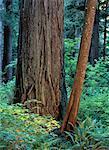 Redwood arbres Humboldt Redwood State Park Weott, California, USA