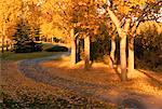 Pathway in Park in Autumn Calgary, Alberta, Canada