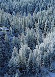 Übersicht über Schnee bedeckt Bäume Colorado, USA