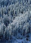 Overview of Snow Covered Trees Colorado, USA