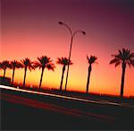 Palm Trees and Road at Sunset Phoenix, Arizona, USA