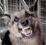 Close-Up of Snarling German Shepherd