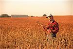 Agriculteur en inspectant l'orge champ Stirling, Ontario, Canada