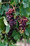 Close-Up of Wine Grapes on Vine