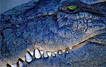 Close-Up of Salt Water Crocodile Queensland, Australia
