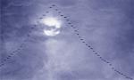 Geese Flying in Formation at Full Moon