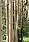 Nahaufnahme der Aspen Bäume im Wald Colorado, USA