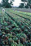 Workers on Organic Farm Boulder County, Colorado, USA