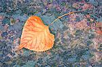 Close-Up of Poplar Leaf and Lichen on Rock, North Shore Lake Superior, Ontario, Canada