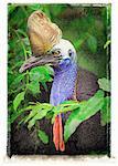 Portrait of Cassowary in Bushes Queensland, Australia