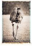 Emu Walking on Field Queensland, Australia