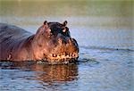 Hippopotamus in River