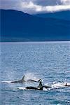 Orques à la Surface de l'eau de l'Alaska, USA