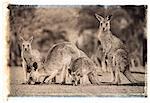 Quatre des kangourous dans le champ du Queensland, Australie