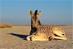 Portrait of Young Zebra Lying on Sand