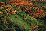 Aerial View of Trees in Autumn Utah, USA