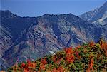 Berge und Bäume im Herbst Utah, USA