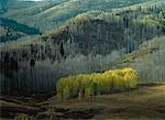 Überblick über Landschaft und Bäume im Herbst Utah, USA