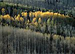 Übersicht über die Bäume im Herbst Colorado, USA