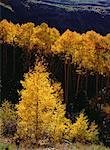 Trees in Autumn Colorado, USA